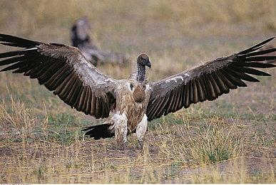 传《生化4重制版》将在索尼新一期State of Play亮相